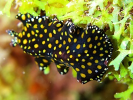 7 Leopard Flatworm IMG 4052